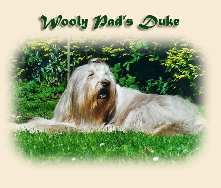 duke